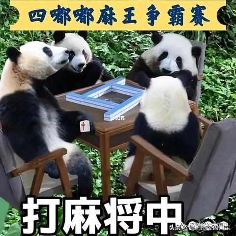 熊猫麻将作弊 下载，熊猫麻将作弊下载，揭秘背后的真相与风险